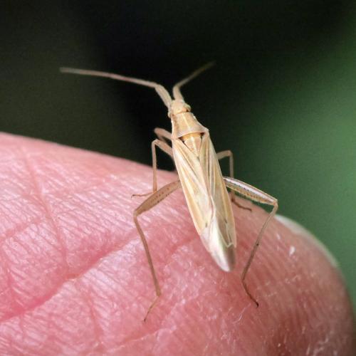 Stenodema laevigata